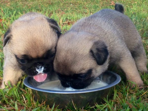 dog bowl of milk