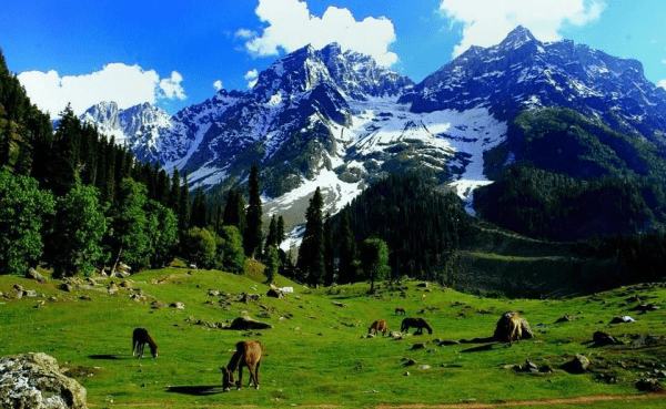 kashmir